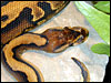 Goblin Ball Python