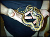 Goblin Ball Python