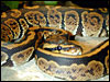 Granite Ball Python