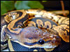 Granite Ball Python