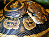 Granite Ball Python