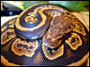 Granite Ball Python