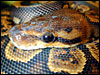 Granite Ball Python