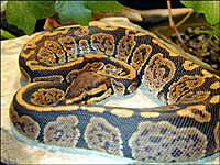 Granite Ball Python