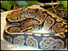 Granite Ball Python