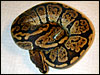 Granite Ball Python