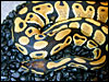 High Gold Ball Python