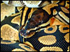 High Gold Ball Python