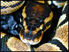 High Gold Ball Python