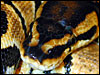 High Gold Ball Python