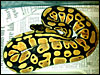 High Gold Ball Python