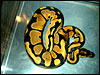 High Gold Ball Python