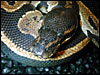 Hyper Melanistic Ball Python