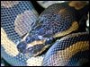 Hyper Melanistic Ball Python