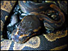 Hyper Melanistic Ball Python