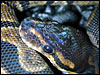 Hyper Melanistic Ball Python