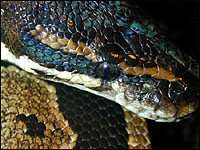 Hyper Melanistic Ball Python