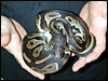 Original male The original male Black Head Ball Python