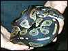 Original male The original male Black Head Ball Python