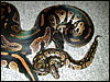Black Head Ball Python with his baby 2002