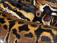Jaguar Ball Python
