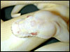 2002 " Jolliff " Snow Ball Python