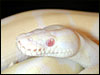 2002 " Jolliff " Snow Ball Python