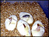 2002 4 egg clutch.....1 Snow.......1 Axanthic.......1 Albino........and one normal in eggs