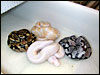 2002 Jolliff Snow clutch right after hatching