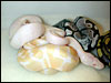 2002 Jolliff Snow clutch right after hatching