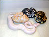 2002 Jolliff Snow clutch right after hatching