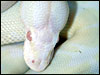 2002 " Jolliff " Snow Ball Python