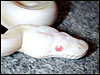 2002 " Jolliff " Snow Ball Python