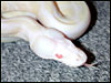 2002 " Jolliff " Snow Ball Python