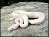 2002 " Jolliff " Snow Ball Python outside