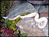 2002 " Jolliff " Snow Ball Python outside