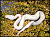 2002 " Jolliff " Snow Ball Python outside