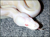 2002 " Jolliff " Snow Ball Python