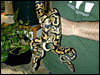 Labyrinth Jungle Ball Python pair