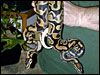 Labyrinth Jungle Ball Python pair