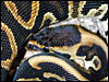 Labyrinth Jungle Ball Python