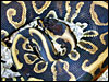 Labyrinth Jungle Ball Python