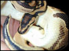 Labyrinth Jungle Ball Python