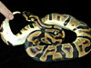 Labyrinth Jungle Ball Python