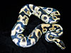 Labyrinth Jungle Ball Python