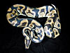 Labyrinth Jungle Ball Python