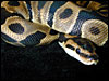 Labyrinth Jungle Ball Python