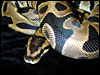 Labyrinth Jungle Ball Python