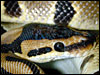 Labyrinth Jungle Ball Python