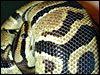 Labyrinth Jungle Ball Python